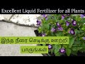 Excellent Liquid Fertilizer for Plants. | இந்த நீரை செடிக்கு ஊற்றி பாருங்கள் |
