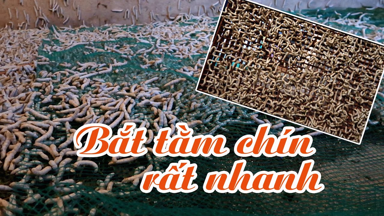 Lưới bắt tằm chín khá nhanh và hiệu quả  - 1 số lưu ý khi mua và dùng lưới này