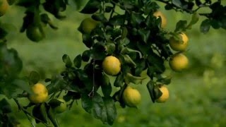 Nature's Medicine Cabinet