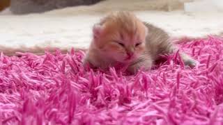 Mommy Cat Teaches Kitten to Drink Milk for the First Time