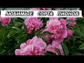 ТОП 3 Лучших Сортов Пионов - Любимые Сорта Пионов - Пионы в Саду