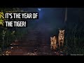 2022 is the year of the tiger  wwf tigers alive initiative