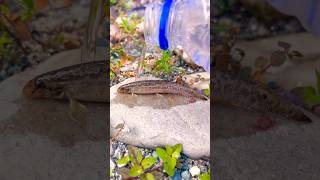 Only Fish Lovers Will Like This 🐟😱 | Cute Fish Moment #trending #fishlovers
