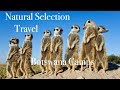 Luxury lodges of africa natural selection travel   camps of botswana