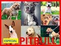 * NUEVO * | PITBULL 🐶 | 13 Diferentes tipos de PITBULL - Lines of PITBULL ‼