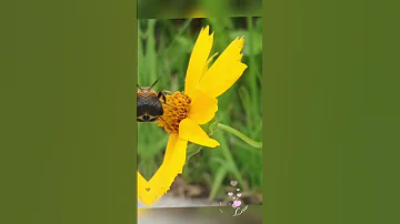 Beautiful Flower Wind Series 5.🌺🌼💮🌸🎥💃🇰🇷 #challenge #flowers #cover #nature #korea  #music #garden