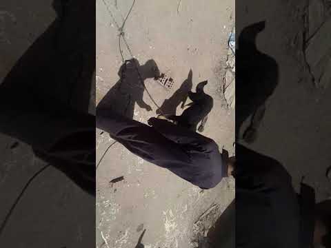 كلب طيبت وفيت مهنجمت مبيعات