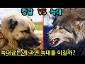 캉갈 VS 늑대 과연 개가 늑대를 이길 수 있을까? 전투력분석