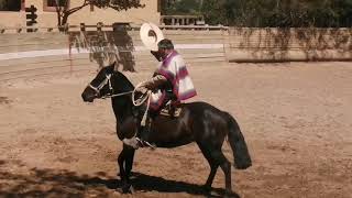 PURO CABALLO Lagunillas , CHILE