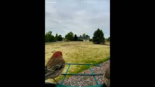 Backyard Finch Caught on Camera #wildlife #birds #nature #birdfeeder
