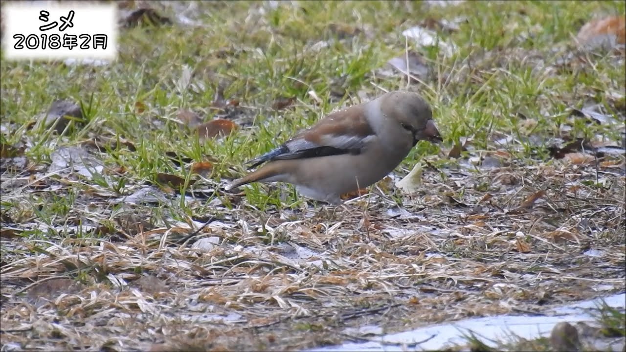 野鳥雨靴 シメ Hawfinch (Coccothraustes coccothraustes)