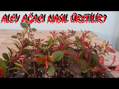 Video: Alev Nasıl Yapılır