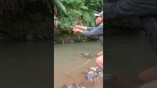 Mancing mancing mancing mania 🎣 #mamcingliar #mancing #fishing #manztappp
