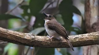 3 types of brush birds that are most hunted in Indonesia