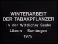 Winterarbeit der tabakpflanzer in der wittlicher senke