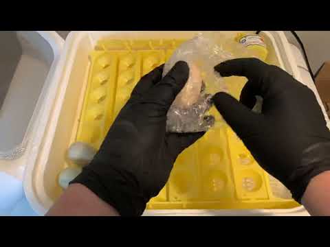 petco hours Filling the Incubator with Fertile Hatching Eggs from My Pet Chicken