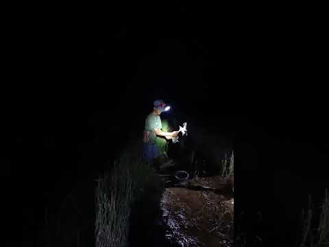 Berburu burung sintar di sawah saat sehabis panen