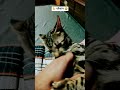 Cat Subscribe