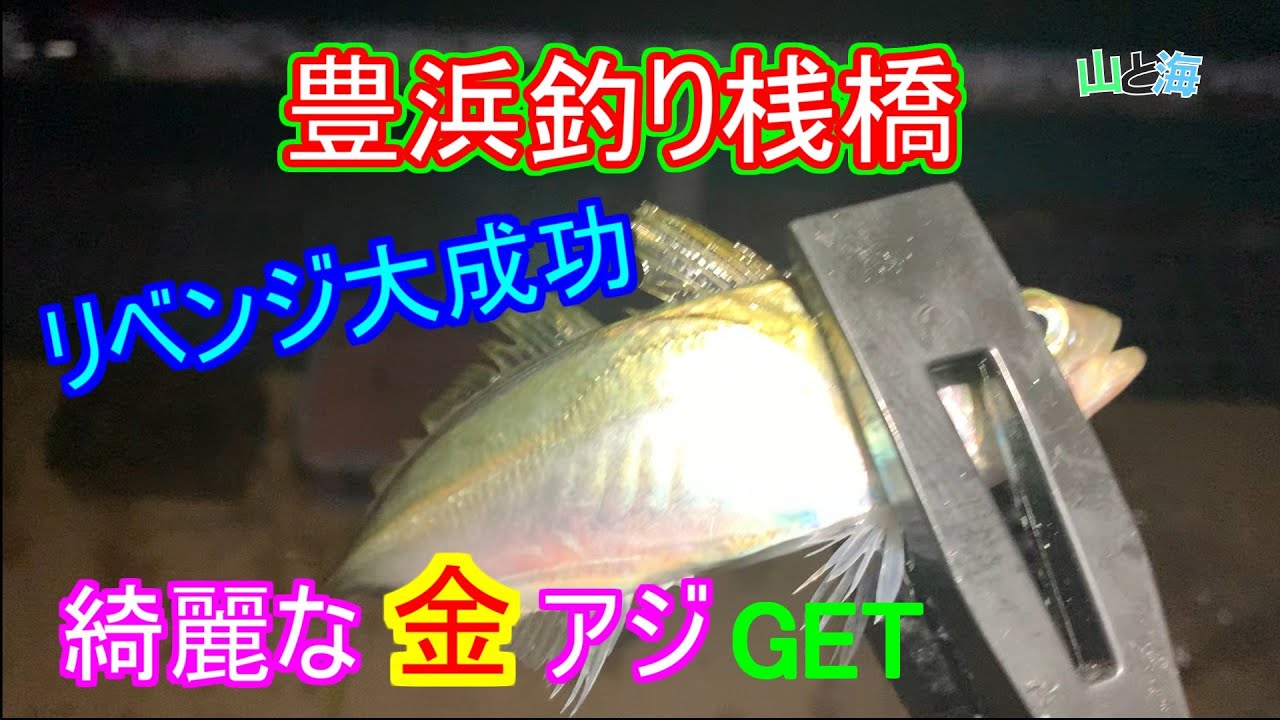 『豊浜釣り桟橋』美しい金アジに良型メジナ！リベンジ釣行で豪華釣果！～10月中旬、愛知県南知多町、知多半島