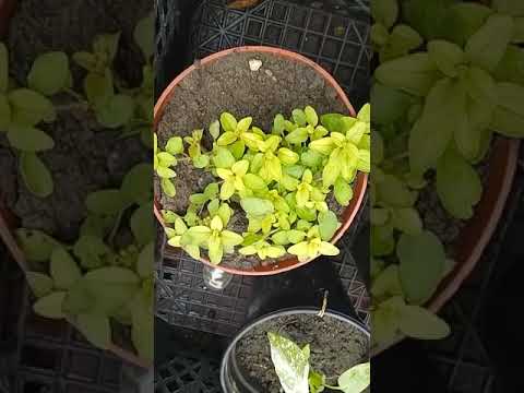 Душица: и вкусно