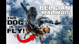 This Dog is FLY! Literally  Belgian Malinois Facts  Animal a Day