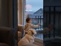 Curious Baby And Golden Retriever Quietly Watch Rain Then Lean Closer Together
