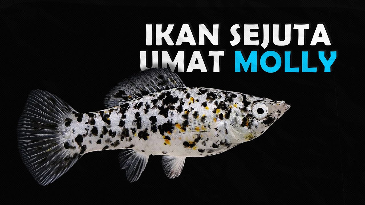 KATA SIAPA IKAN INI JELEK, 8 JENIS IKAN MOLLY CANTIK WAJIB PUNYA