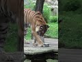 🐘 Zvířata ve zlínské zoo dostávají zmrzlinu. Rybí zmrzlina pro tygry, ovocná pro slony