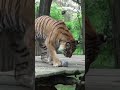 🐘 Zvířata ve zlínské zoo dostávají zmrzlinu. Rybí zmrzlina pro tygry, ovocná pro slony