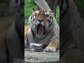 🐘 Zvířata ve zlínské zoo dostávají zmrzlinu. Rybí zmrzlina pro tygry, ovocná pro slony