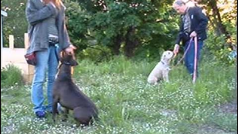 Targeting - Variable Reinforcement.AVI