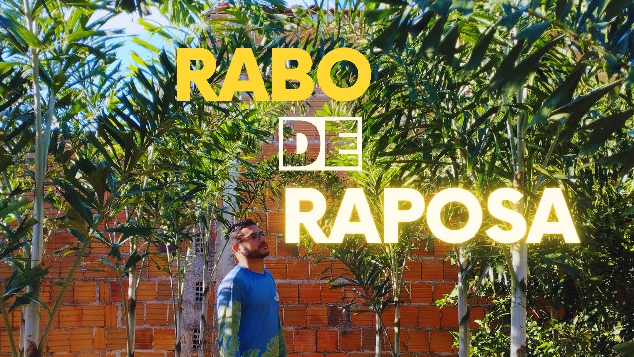 PALMEIRA RABO DE RAPOSA: Saiba desses cuidados antes de plantas essa palmeira