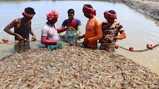 Harvesting Techniques In Traditional Shrimp Culture | Vannamei Shrimp culture In India | Clips On
