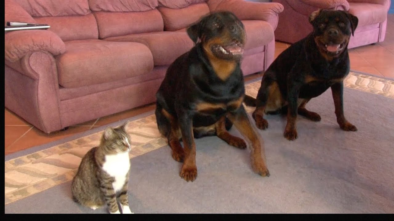 Cat 'Becomes a Dog' by Copying Its Behavior in Adorable Video