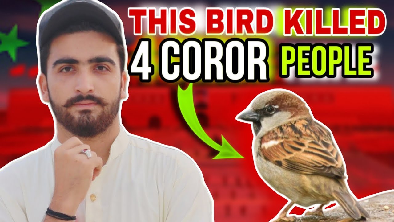 China Ke EK Ghalti Ke Wajha Se 4 Coror Log Mare Gaye I Chinese Sparrow War