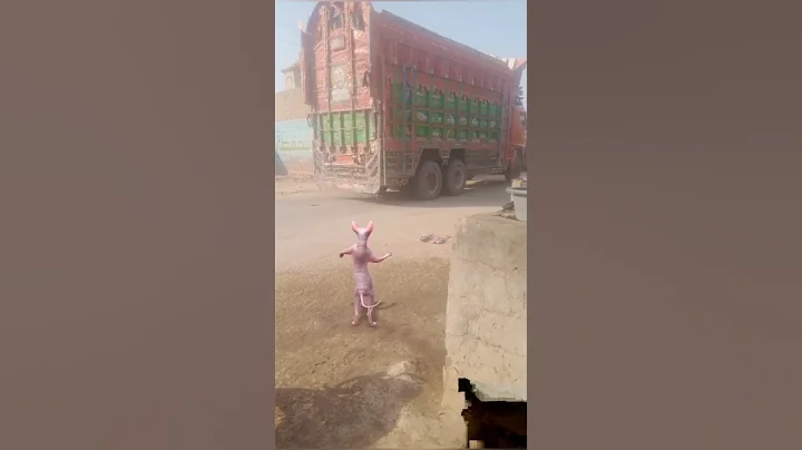 Video 8550741: sphinx cat dancing funny, sphinx kitten, cat kitten funnycats, cat funnycat cartoon