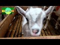 Cute baby goat at arkan goat