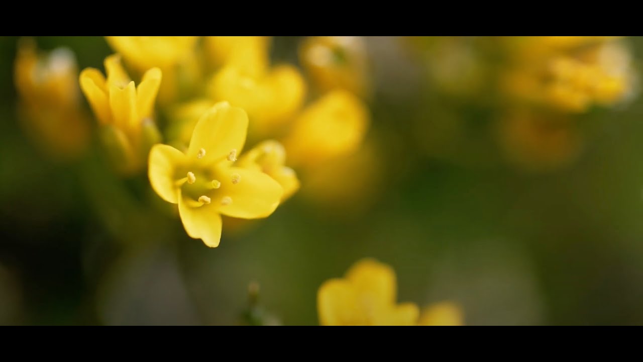 #GowerWatch Spring Special - Glamorgan's County Flower