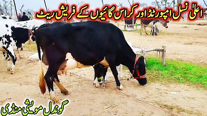 06-12-2024 imported and Cross MilkingCows Latest Rate on Gondal Mandi! Gondal Mandi New update!#cow