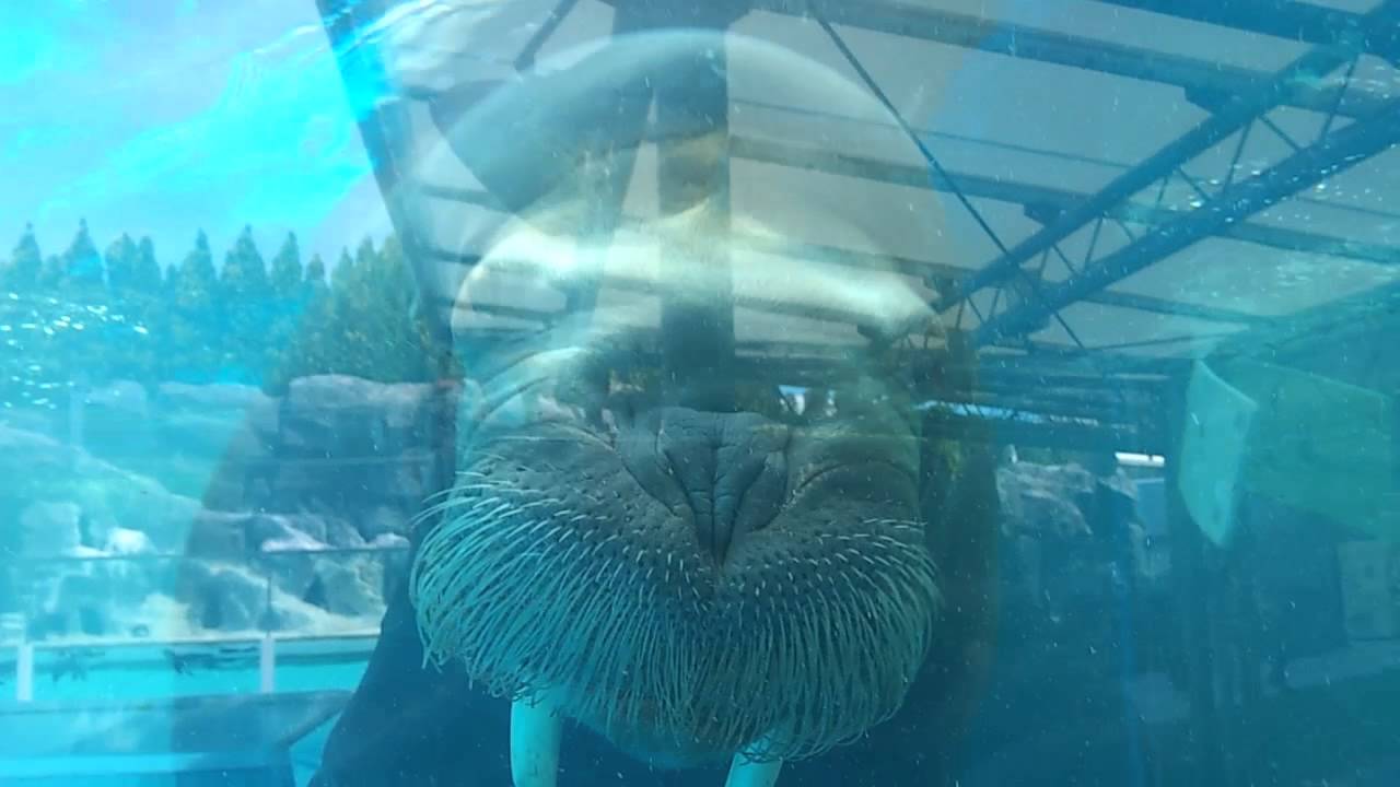 鳥羽水族館 セイウチ水槽 Youtube