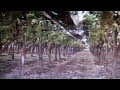 Михаил Павливский Плодоношение винограда Италия