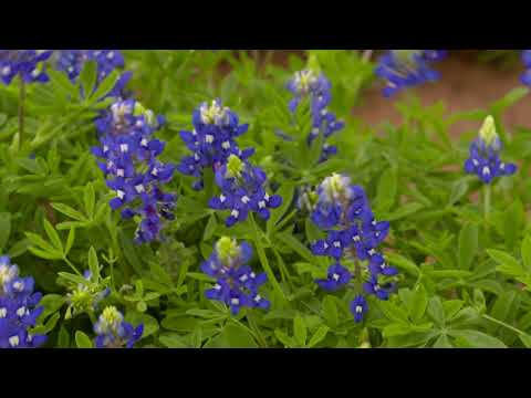 Бейне: Техаста Bluebonnets қалай өседі?