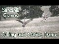 Sandhill Cranes Dancing ~ Mating Dance and Calls