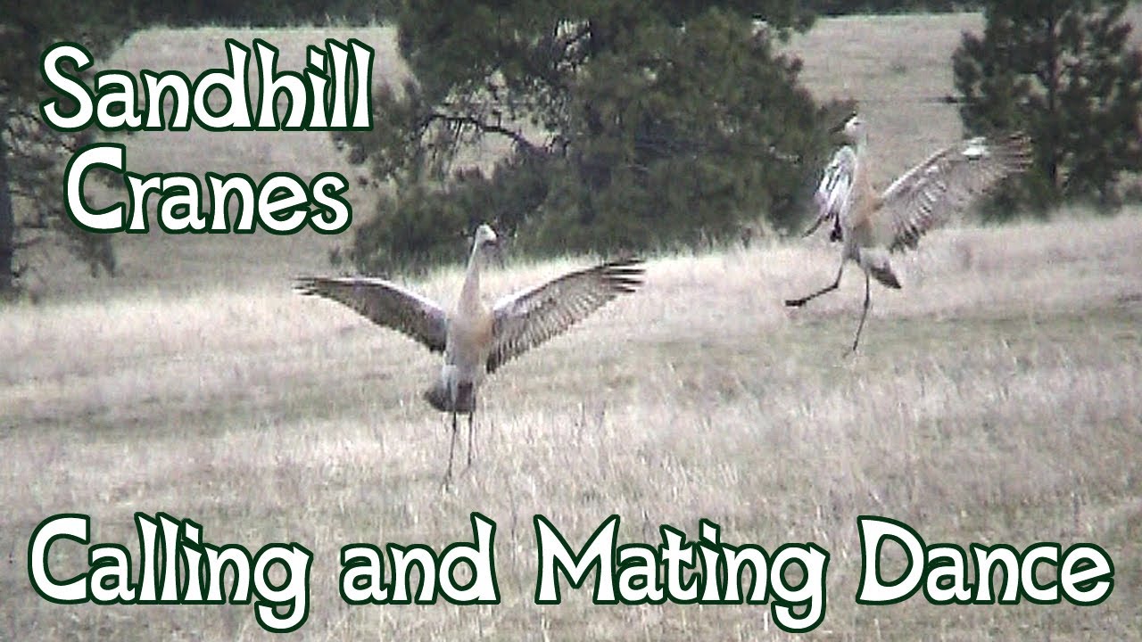 Sandhill Cranes Dancing Mating Dance and Calls YouTube