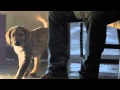 What The Budweiser "Puppy Love" Super Bowl ad Teaches About Video Storytelling