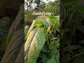 petik bayam raja di kebun samping rumah #berkebundirumah #gardening #aktivitasdiladangberkebun