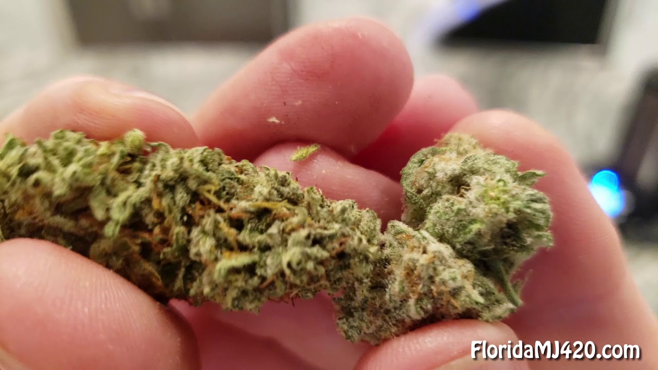 Hydra aka Jack Herer 23.44% THC Whole Flower by Fluent - Florida Medical Marijuana Strain Reviews