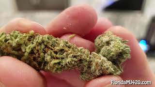 Hydra aka Jack Herer 23.44% THC Whole Flower by Fluent - Florida Medical Marijuana Strain Reviews