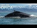 NO Sign in 0800 SEE ORCA - The Adventure Of My Life | Episode 1 