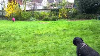 Szandy The Dove Hunter -